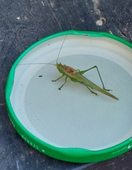 Conocephalus longipes