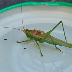Conocephalus longipes