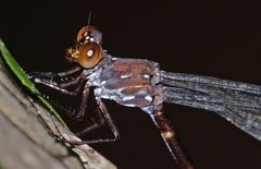 Devadatta