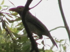 Psilopogon zeylanicus