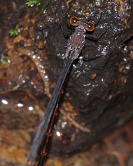 Devadatta