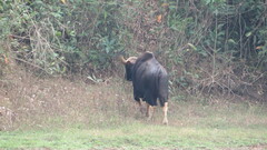 Bos gaurus