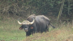 Bos gaurus