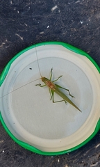 Conocephalus longipes