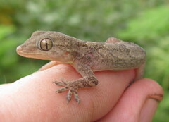 Hemidactylus flaviviridis