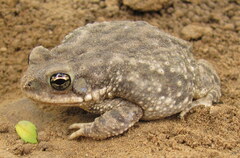 Duttaphrynus stomaticus