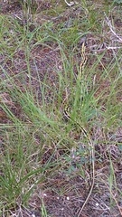 Thamnophis cyrtopsis ocellatus