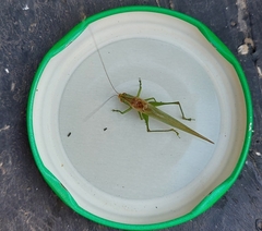 Conocephalus longipes