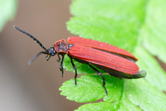 Dictyoptera aurora