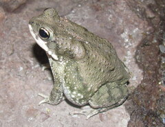 Duttaphrynus stomaticus