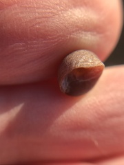 Littorininae