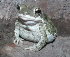 Duttaphrynus stomaticus