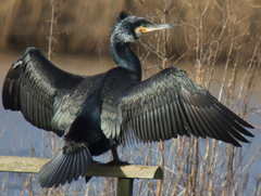 Phalacrocorax carbo sinensis
