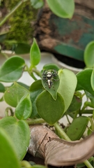 Thyene coccineovittata