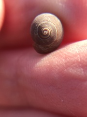 Littorininae