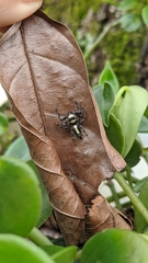 Thyene coccineovittata