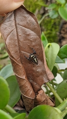 Thyene coccineovittata
