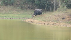 Bos gaurus