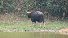 Bos gaurus