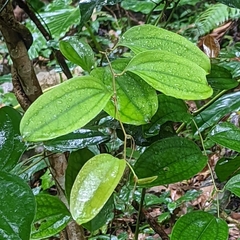 Smilax bracteata