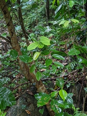 Smilax bracteata