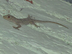 Hemidactylus flaviviridis