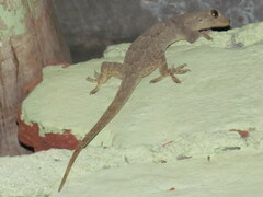 Hemidactylus flaviviridis