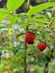Rubus fraxinifolius