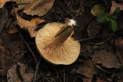 Lactarius trivialis