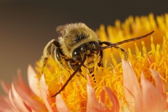 Melissodes druriellus