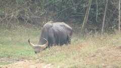 Bos gaurus
