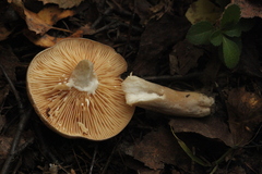 Lactarius trivialis