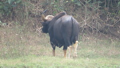 Bos gaurus