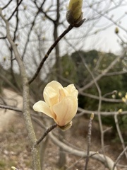 Magnolia champaca