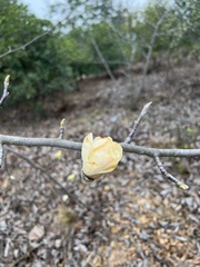Magnolia champaca