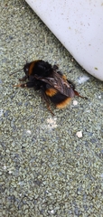 Bombus pratorum