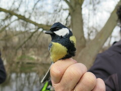 Parus major