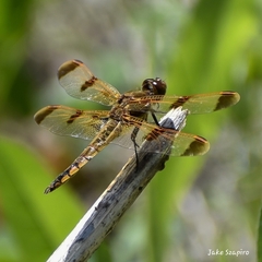 Libellula semifasciata