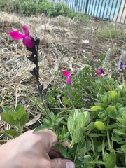 Salvia microphylla