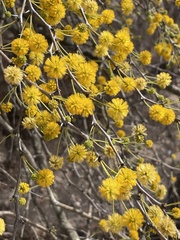 Vachellia schaffneri bravoensis