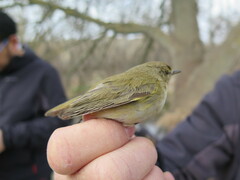 Phylloscopus collybita