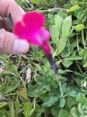 Salvia microphylla