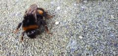 Bombus pratorum