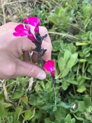 Salvia microphylla