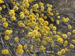 Vachellia schaffneri bravoensis