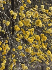 Vachellia schaffneri bravoensis