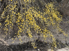 Vachellia schaffneri bravoensis