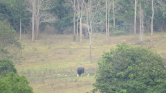 Bos gaurus