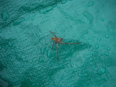 Palystes superciliosus