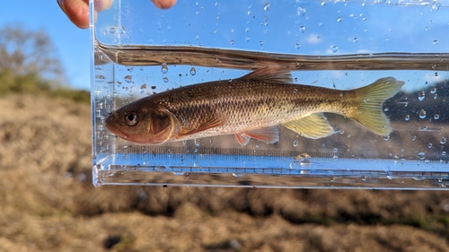 Siebolds daak (Nipponocypris sieboldii) — Cyprinidae